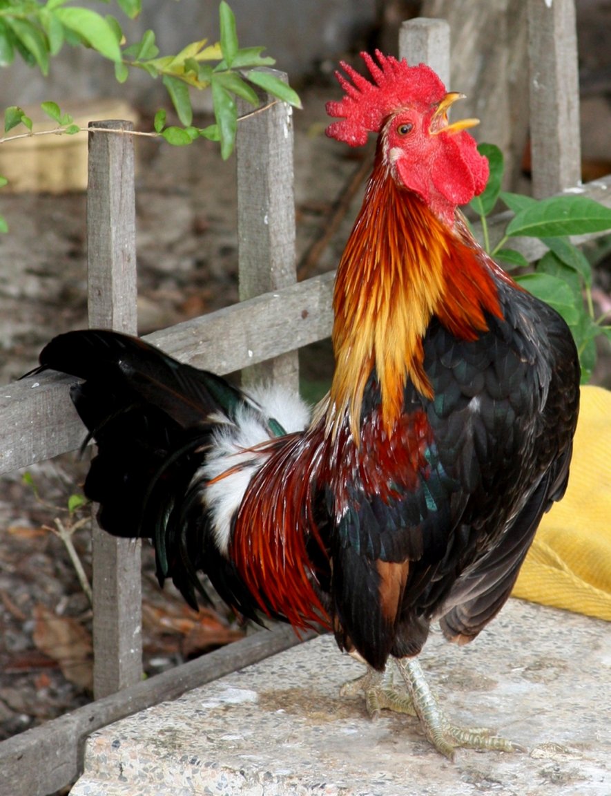 450D-5385-01_01_2009 fav small.jpg