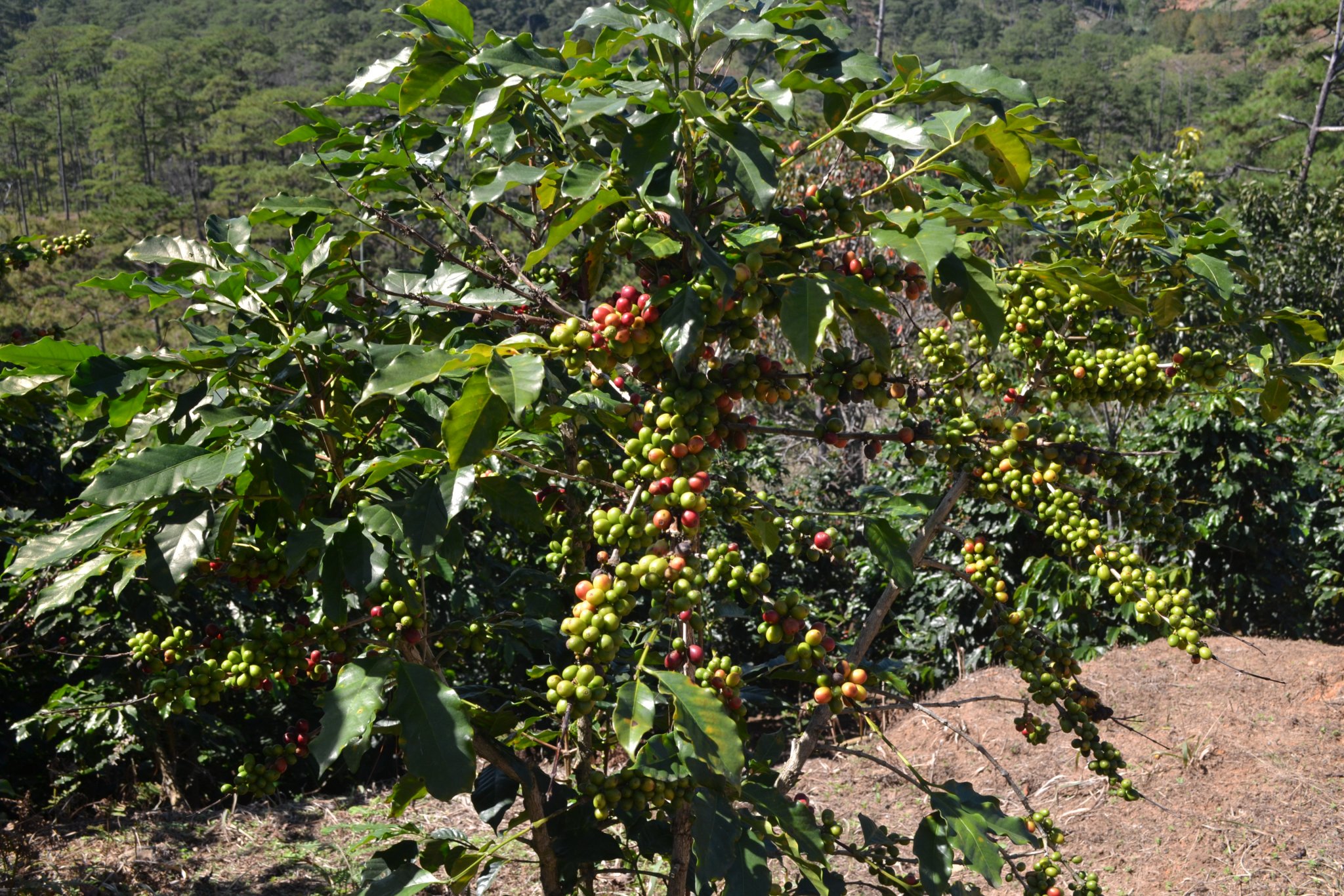 DSC_0207.JPG
