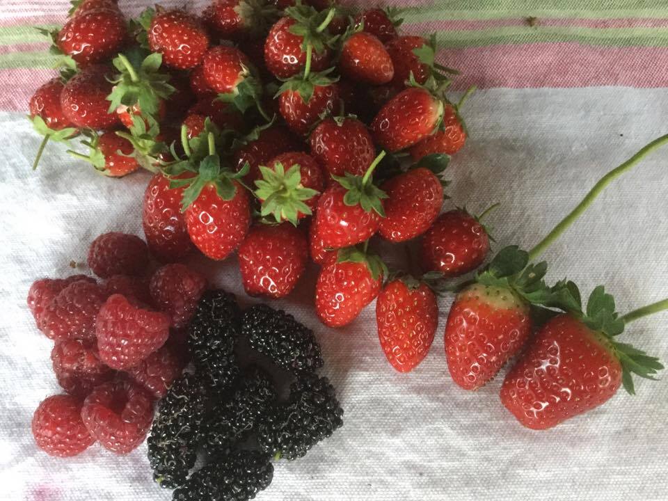 Fruit.jpg