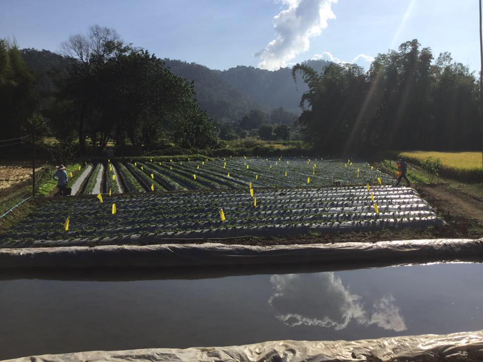 StrawberryFarm.jpg