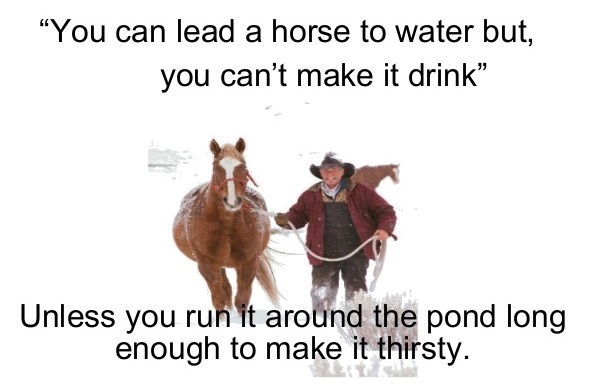 horse.jpg