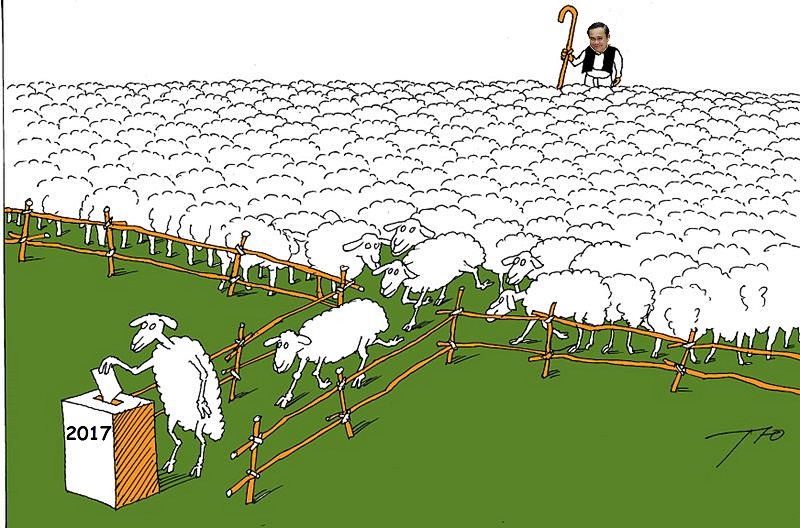 sheep.jpeg