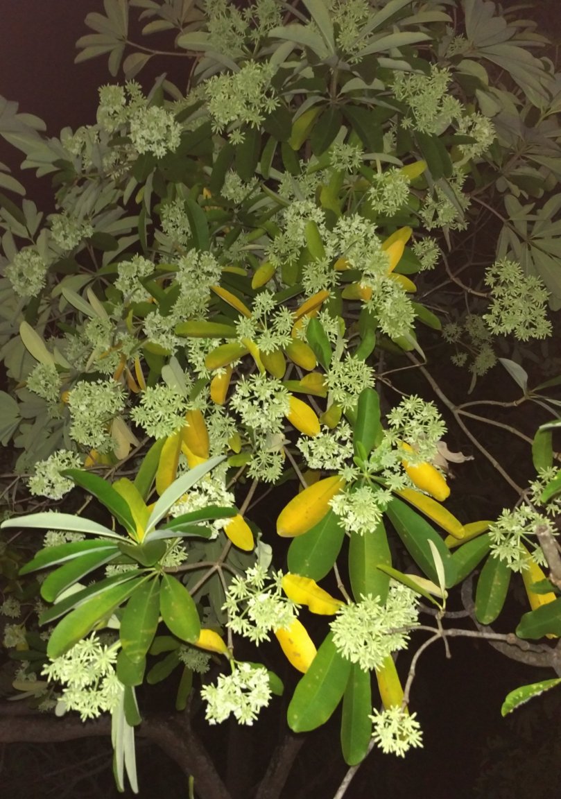 Indian Devil Tree 2017.2.4.jpg