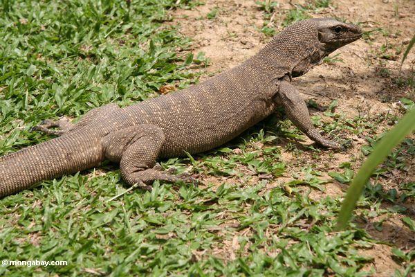 Monitor lizard.JPG