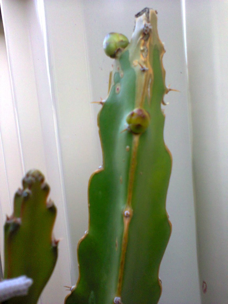 20160129 first buds.jpg