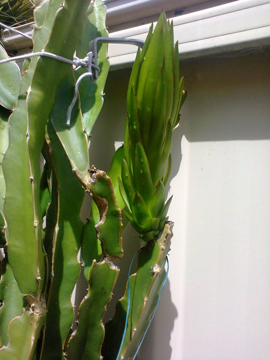 20160217 almost to flower.jpg