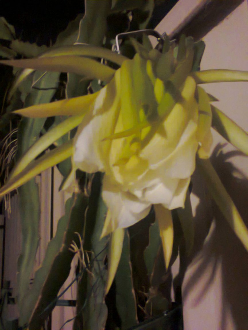 20160223 night bloom.jpg