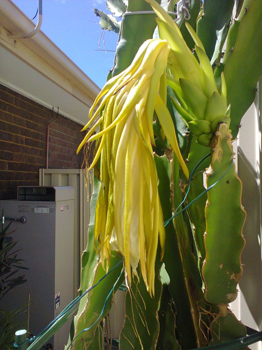 20160224 flower going off.jpg