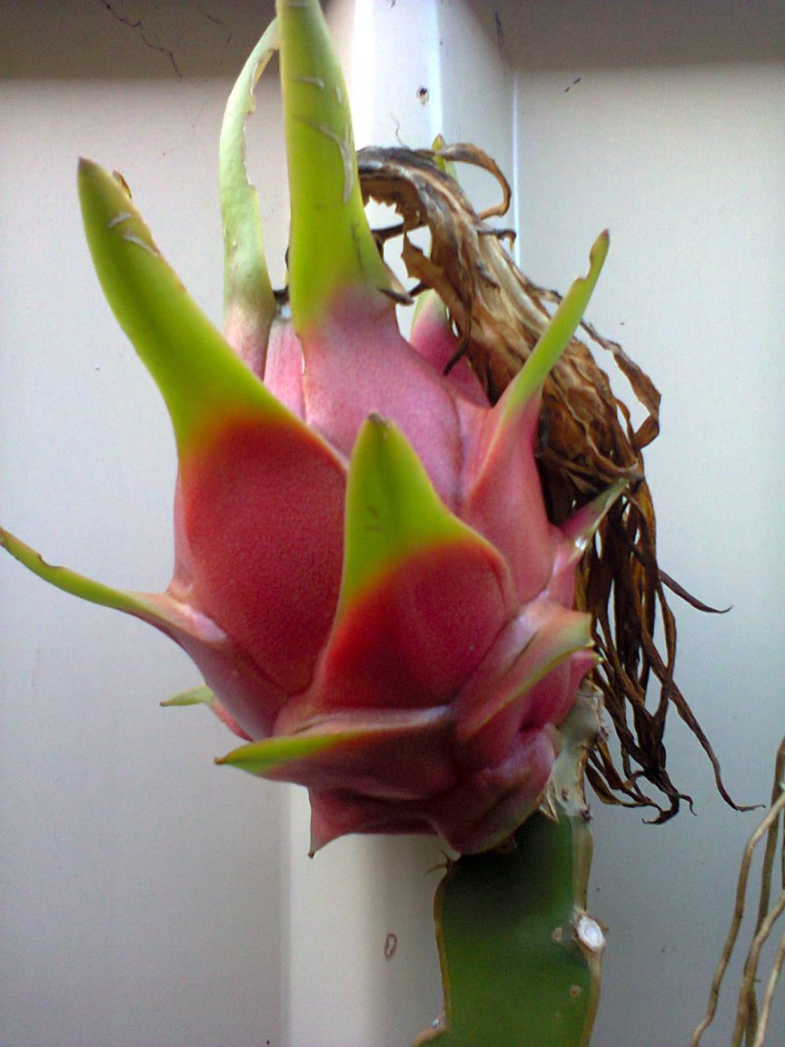 20160410 looking yummy.jpg