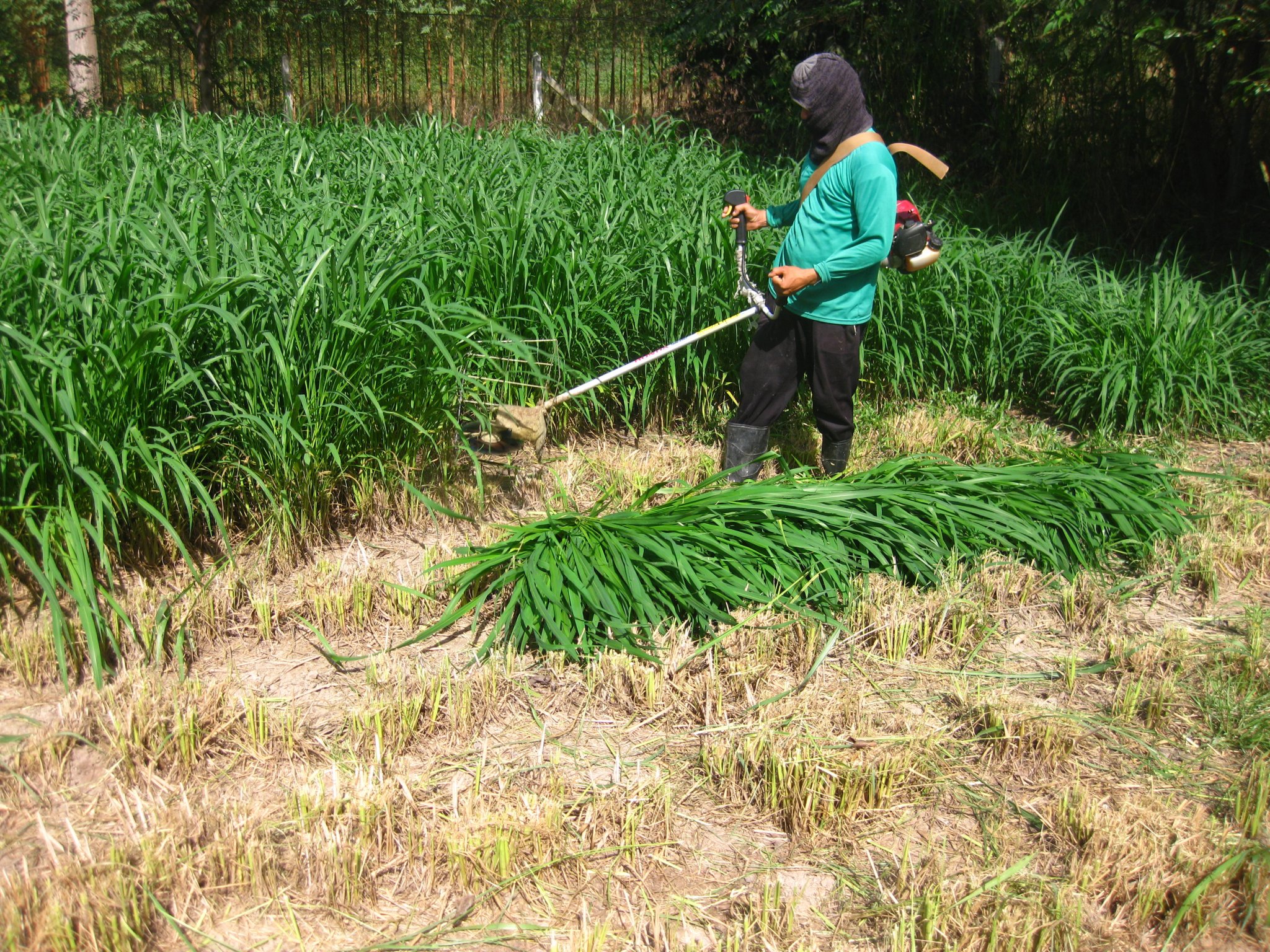 Cutting Mombasa grass to feed goats. Ubon Ratchathani Thailand.jpg