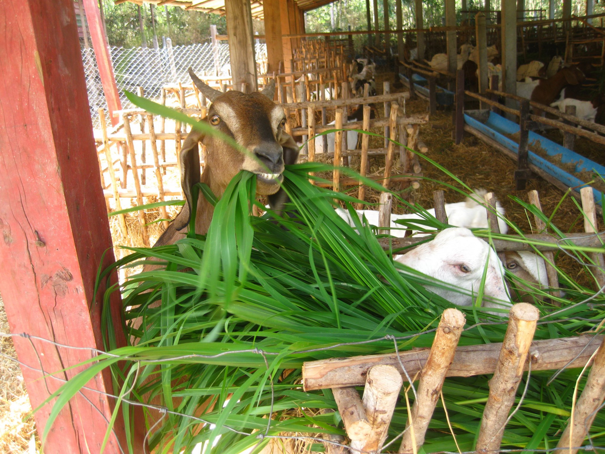Goats eating cut Mombasa grass. Ubon Ratchathani Thailand.jpg