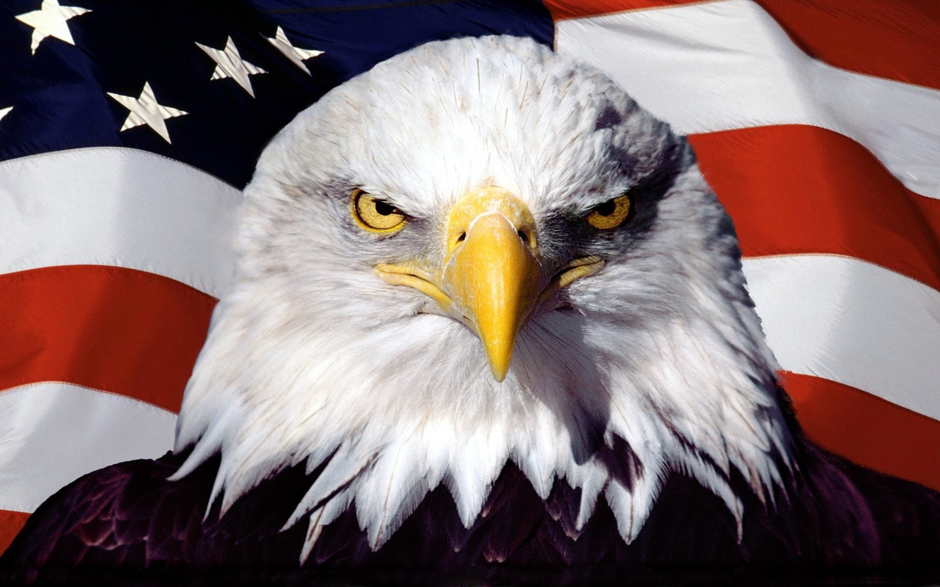 American-Flag-Eagle-Pictures-Images-Photos.jpg
