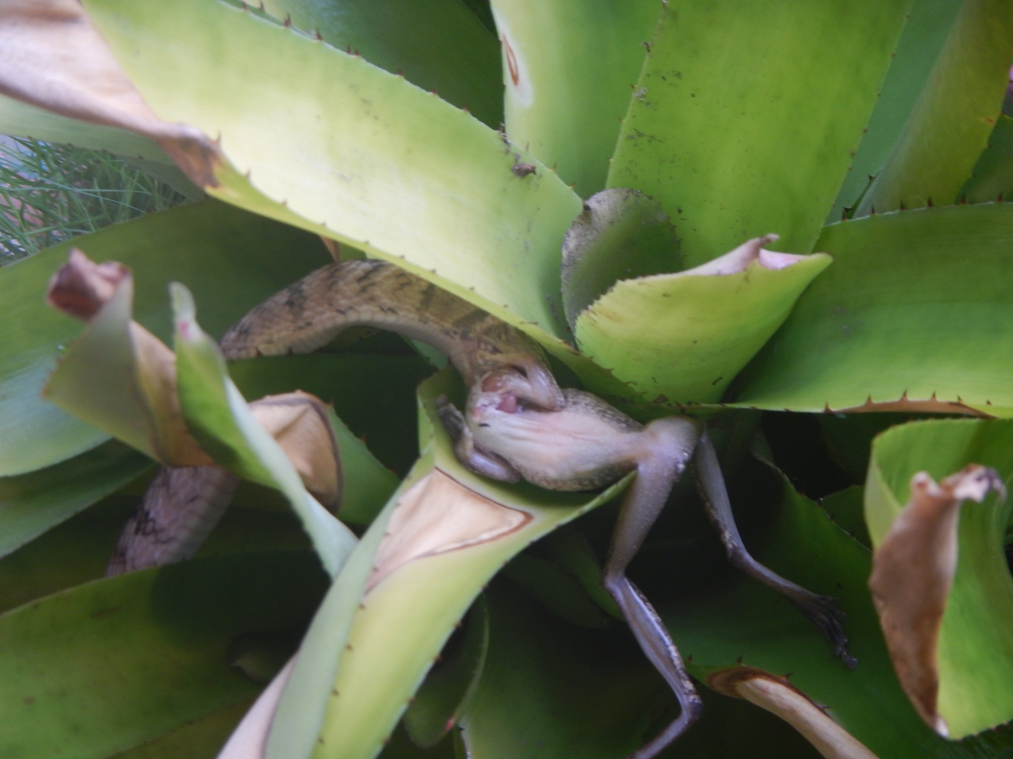 DSCN6035.JPG
