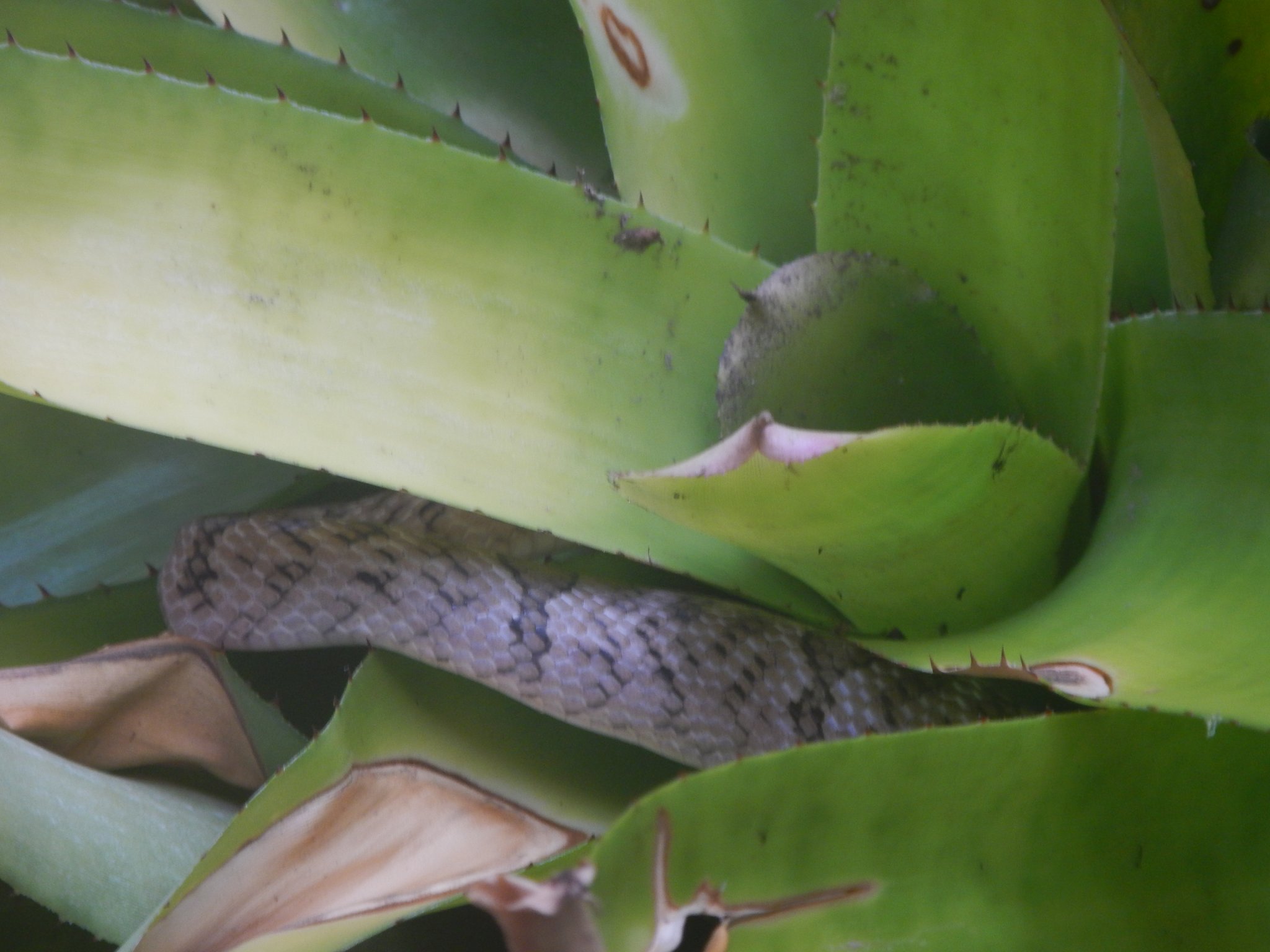 DSCN6036.JPG