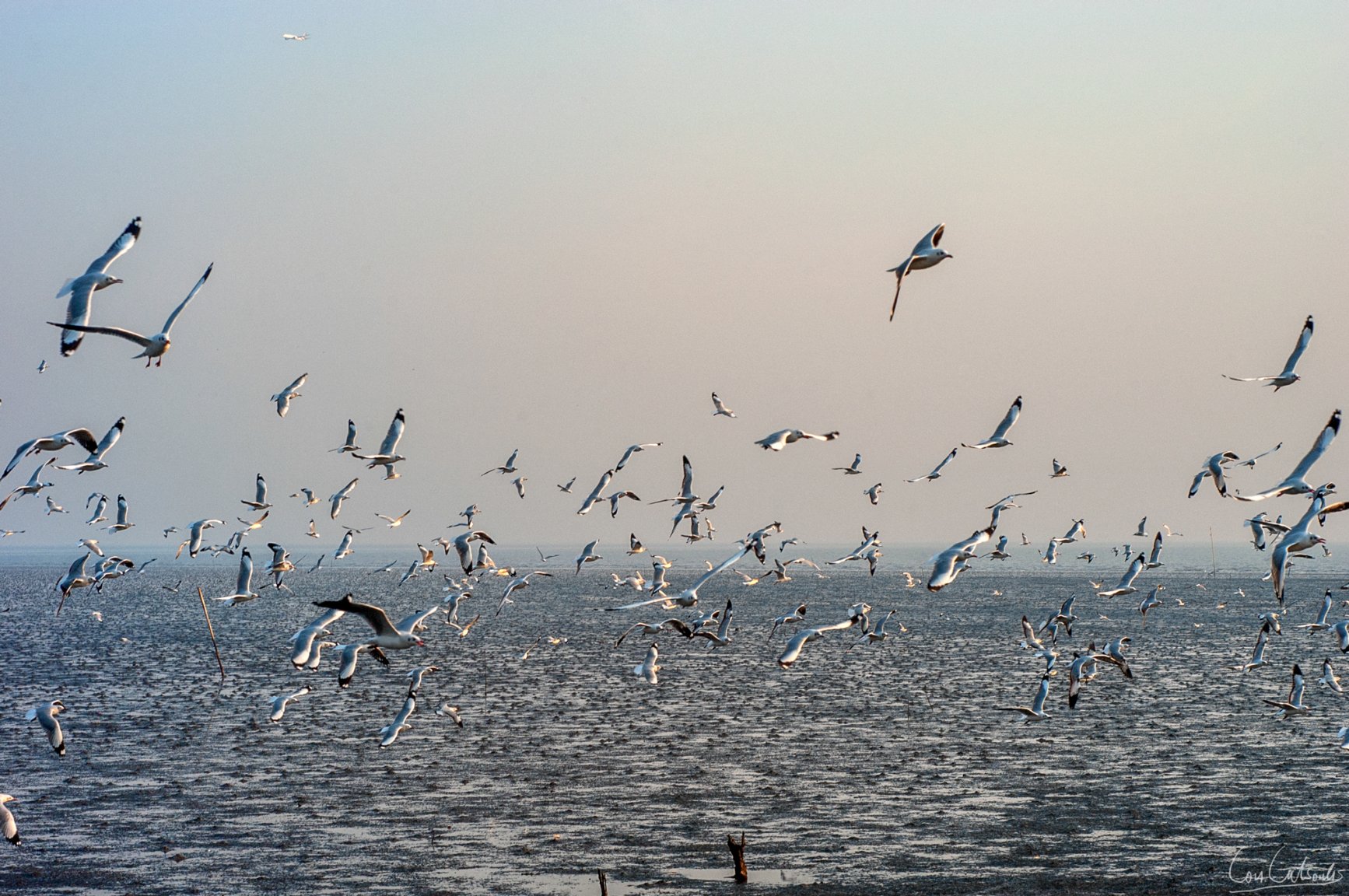 DSC_5911.jpg