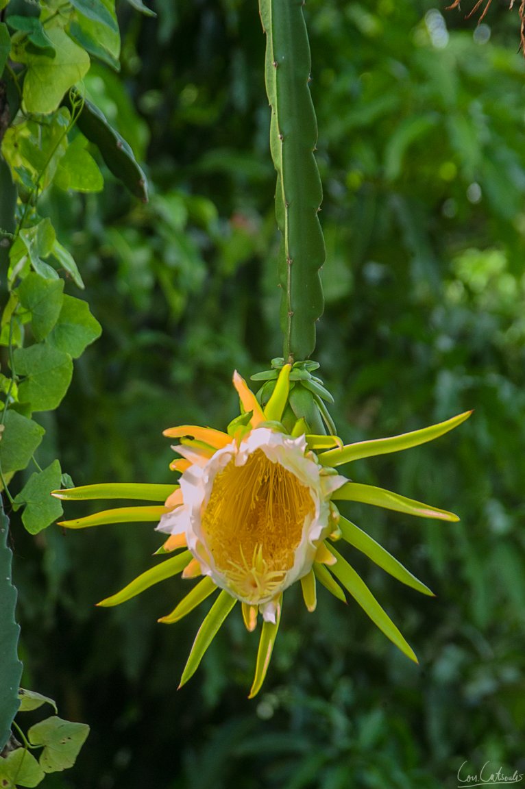 DSC_9178.jpg