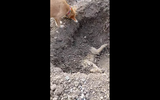 dog.png