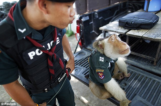 monkey_1b.jpg