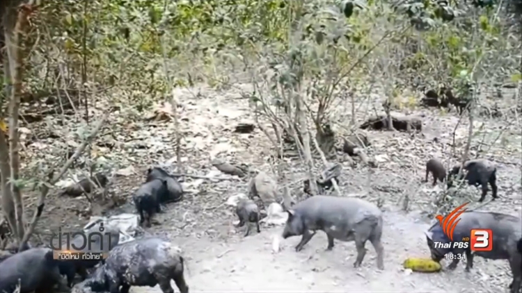 0303002-wildboars.jpg
