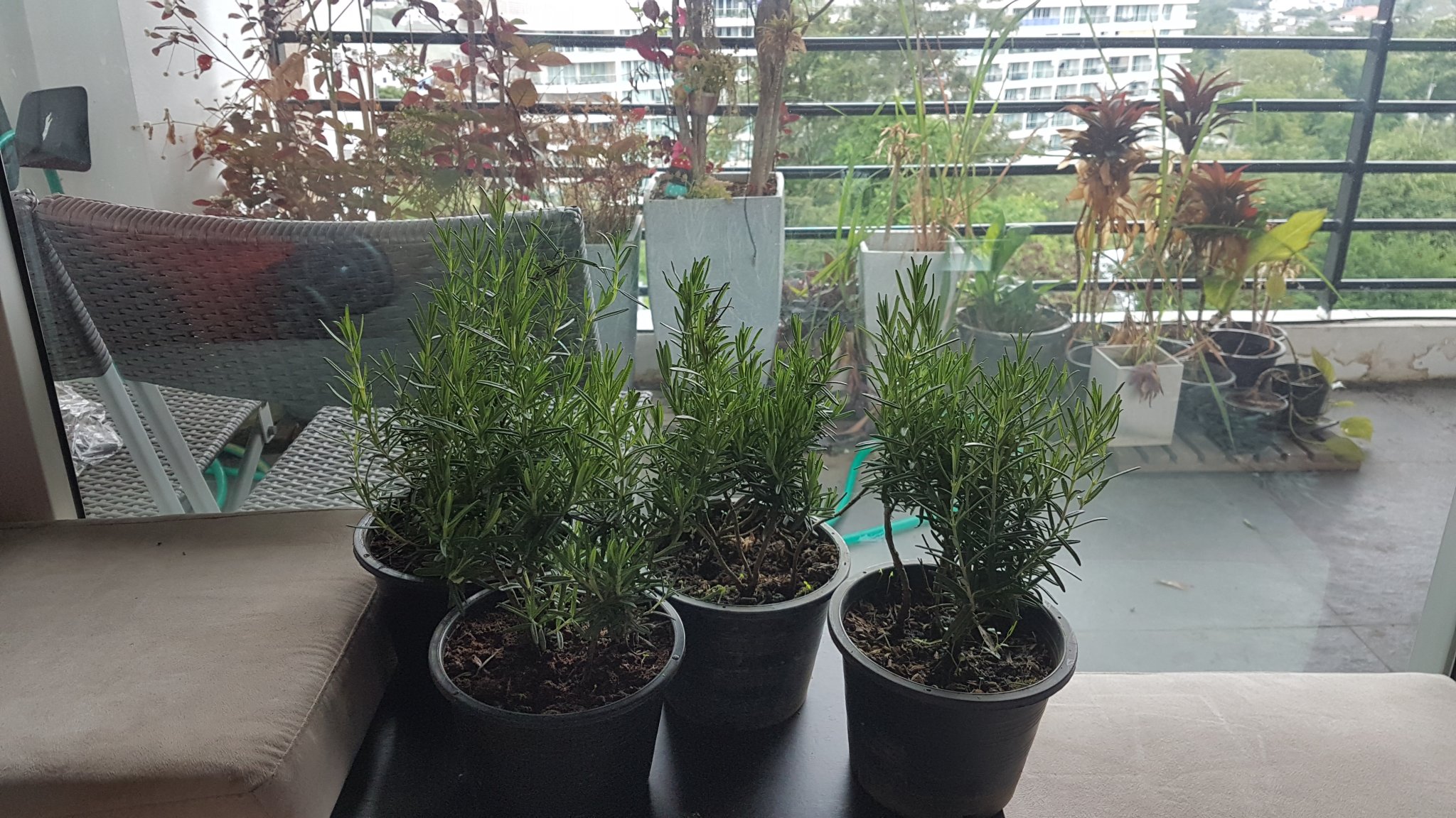 20170226_111057.jpg