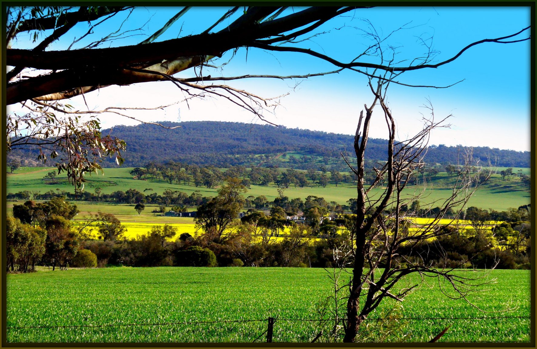august 24 .2015. Mt Bakewell and farm scene.jpg