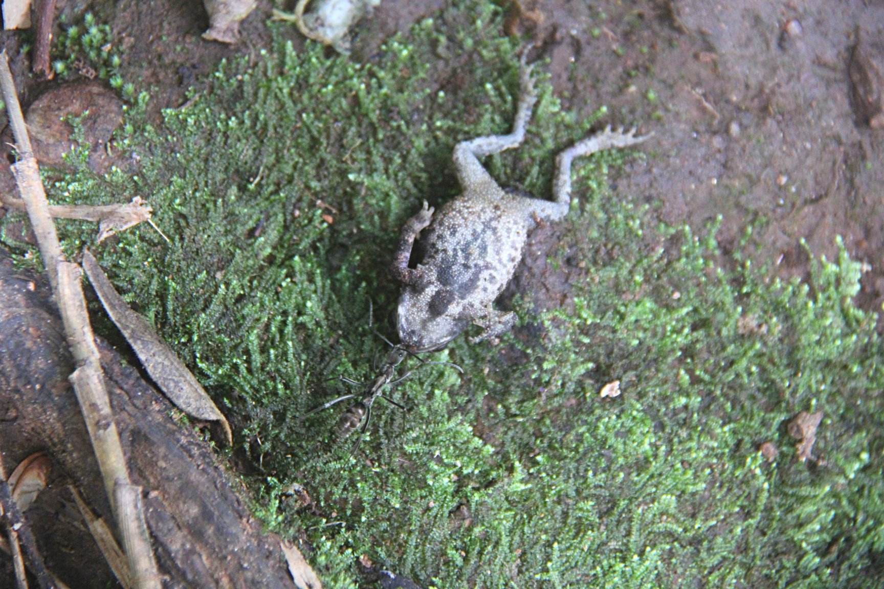 Ant pulling toad small Pai.JPG
