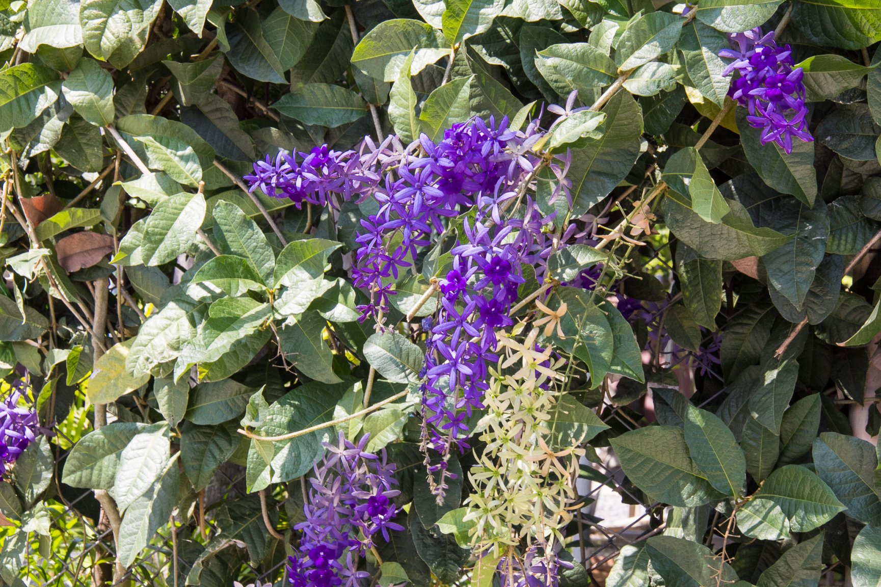 Flowers Sea March 2017-9100-2.jpg