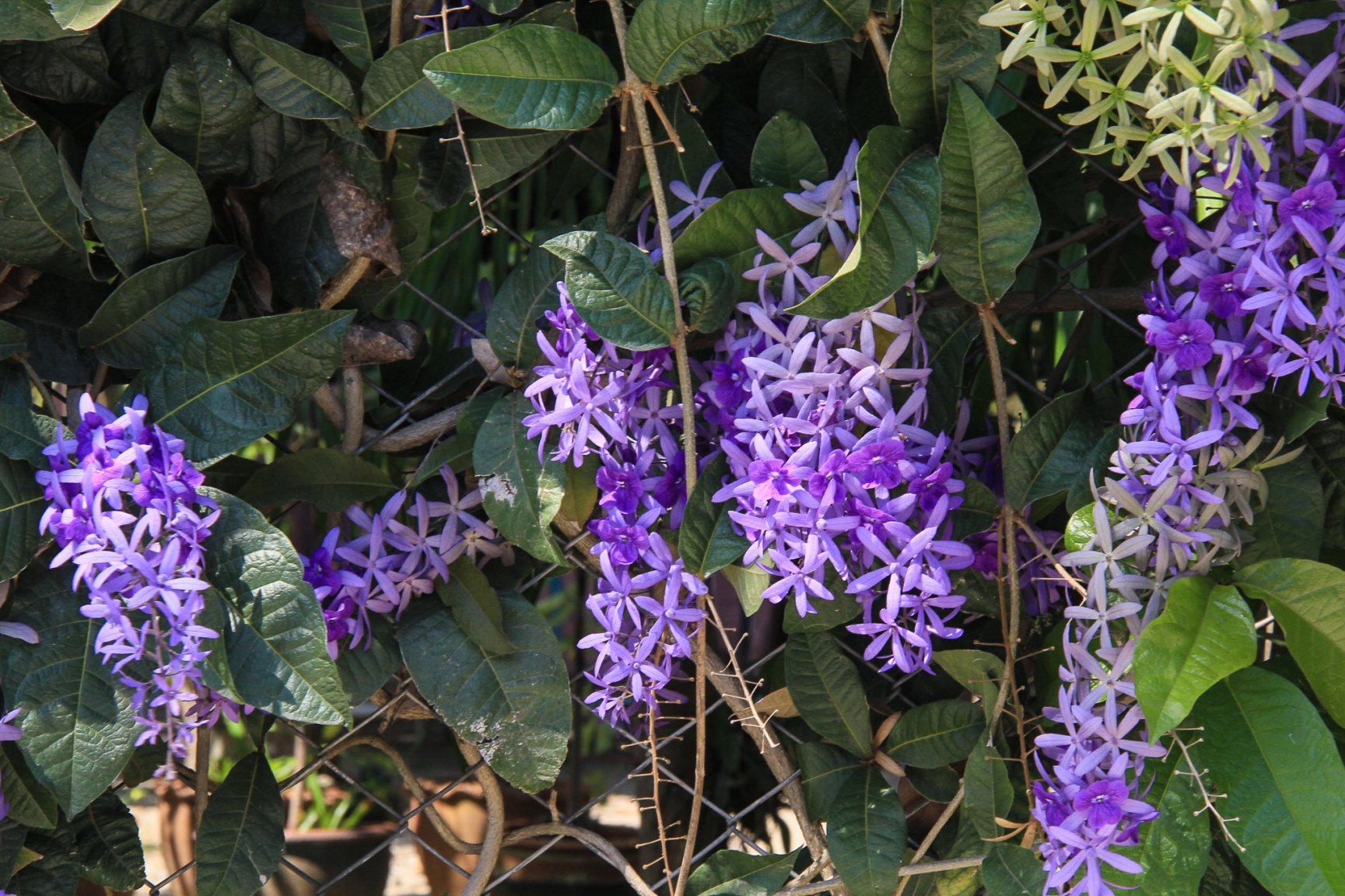 Flowers Sea March 2017-9099.jpg