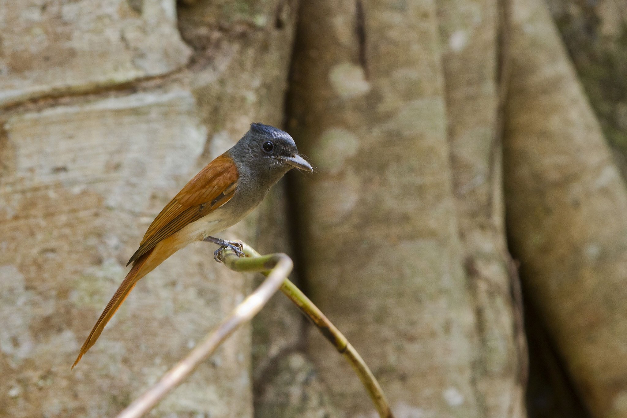 Asian Paradise Flycatcher 01.jpg