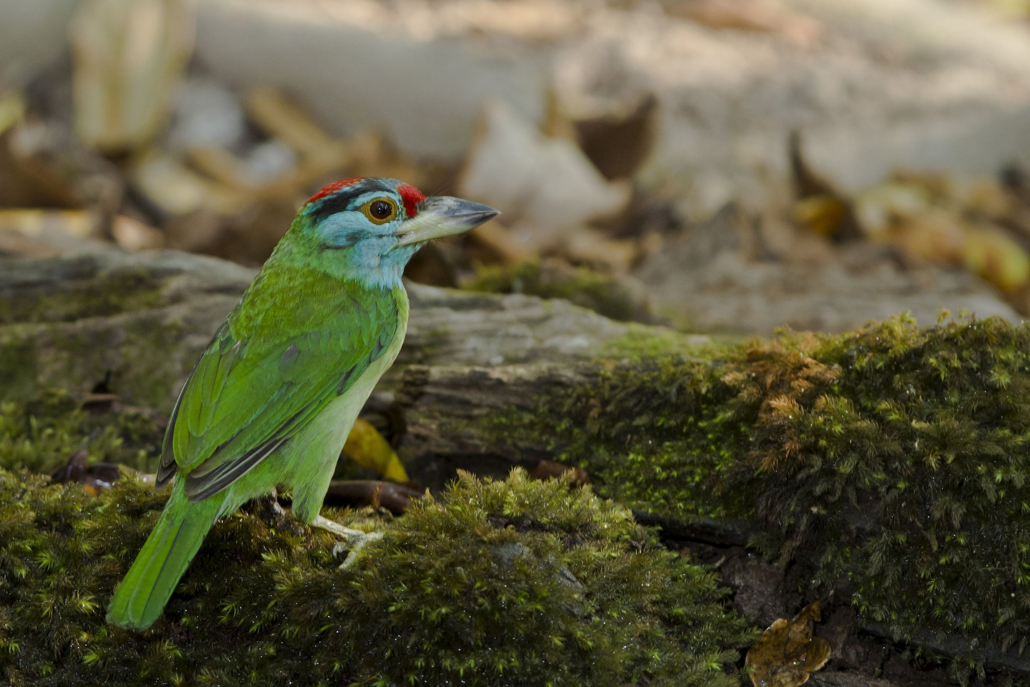 Blue-throated Barbet.jpg