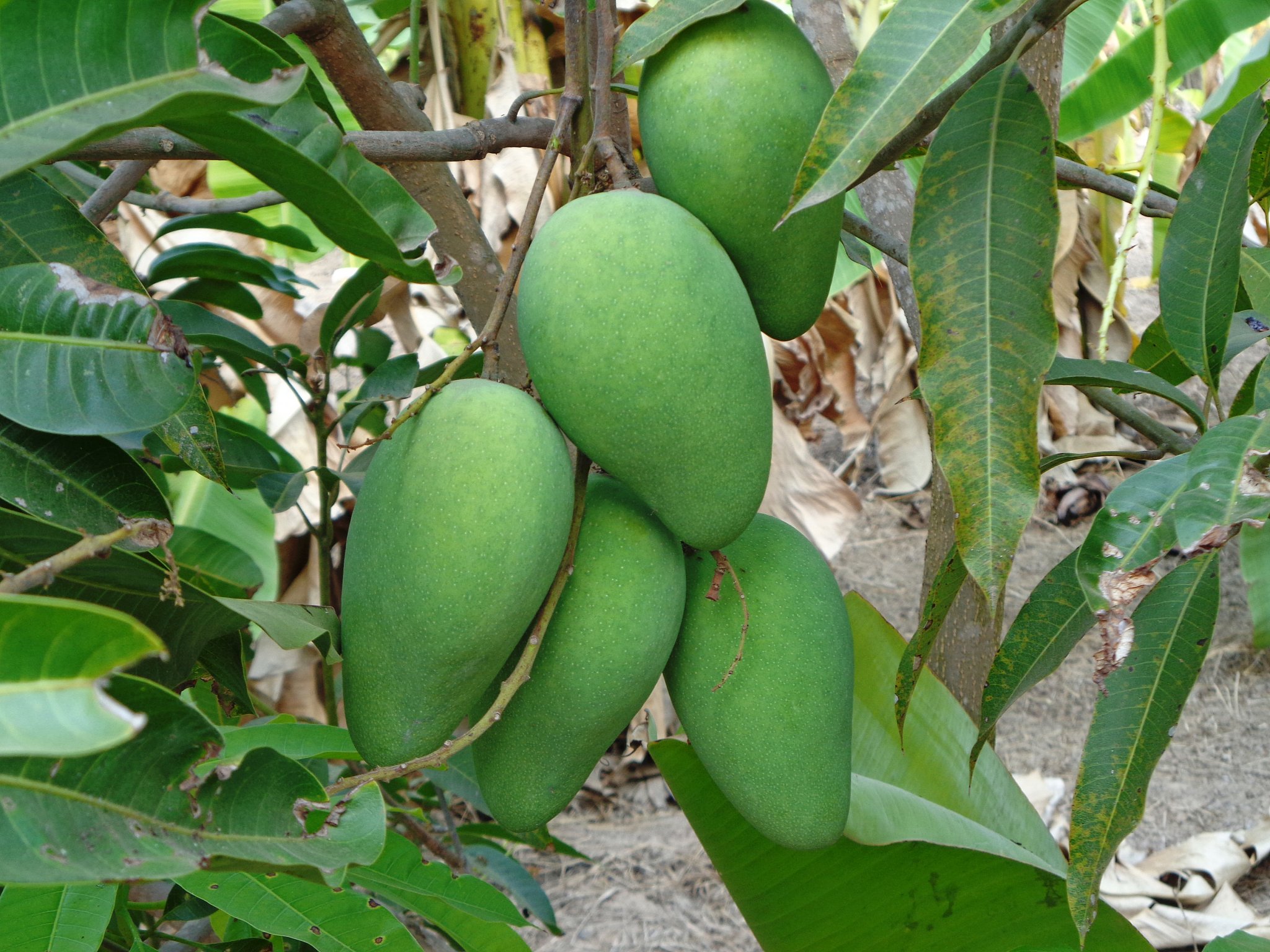 1st of 2017 Mango's DSC00301.JPG