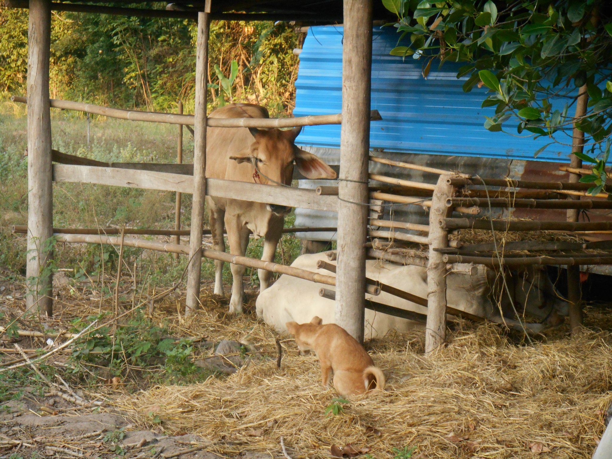 thailande 2016 126.jpg