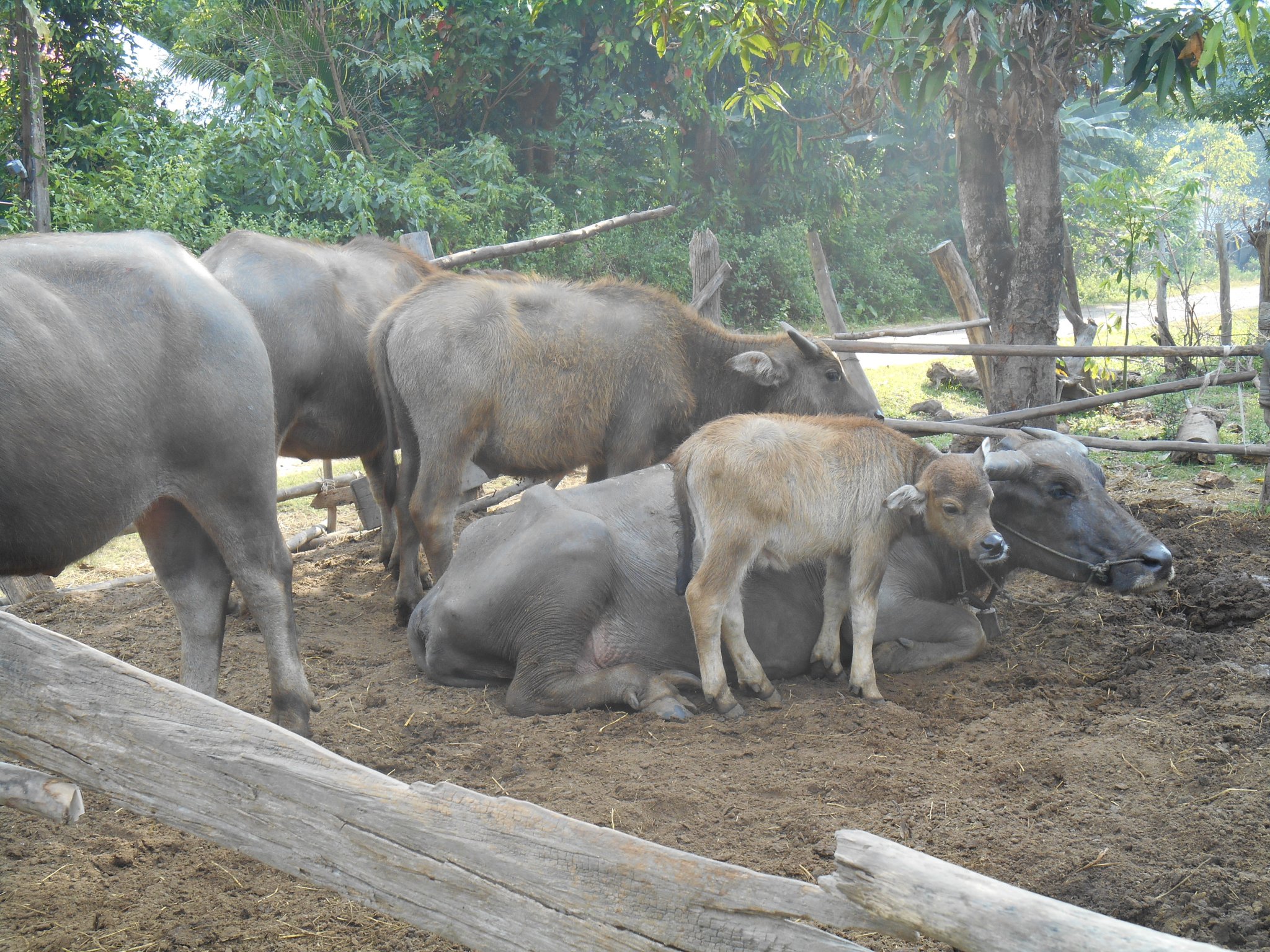 thailande sept. 2013 109.jpg