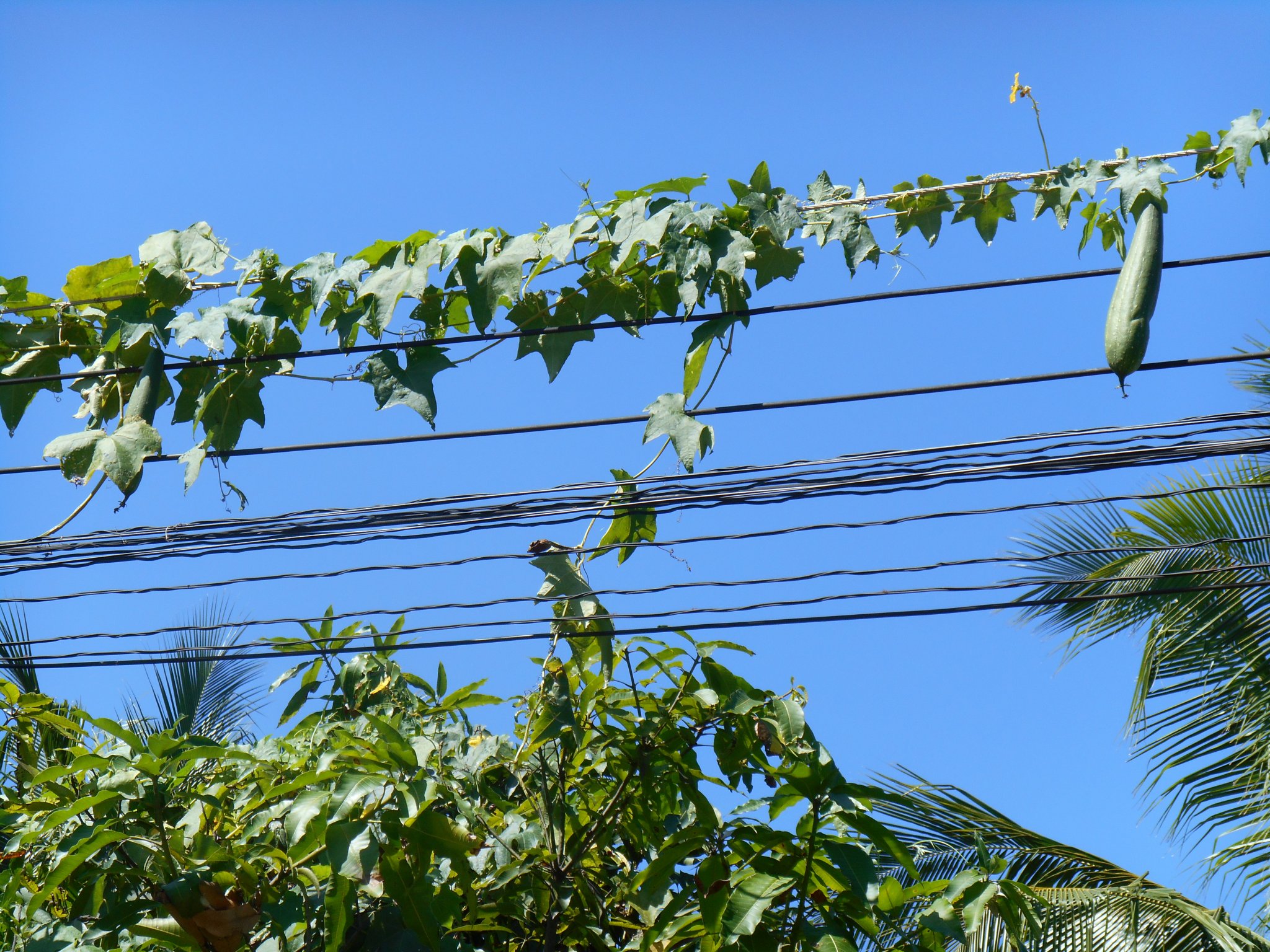 thailande sept. 2013 069.jpg