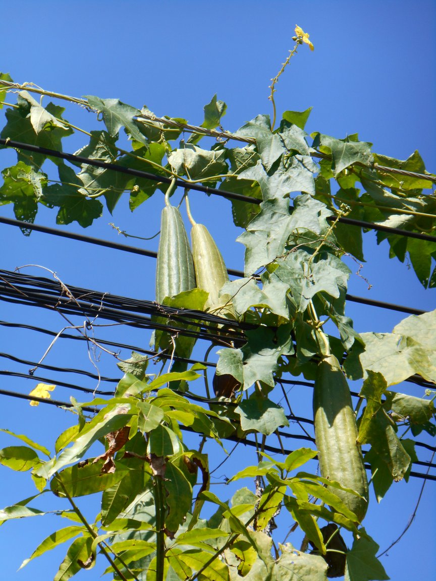 thailande sept. 2013 070-001.jpg