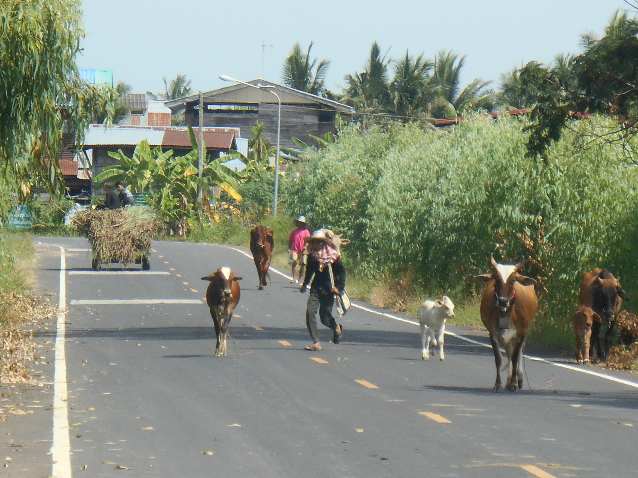 thailande 2016 036.jpg