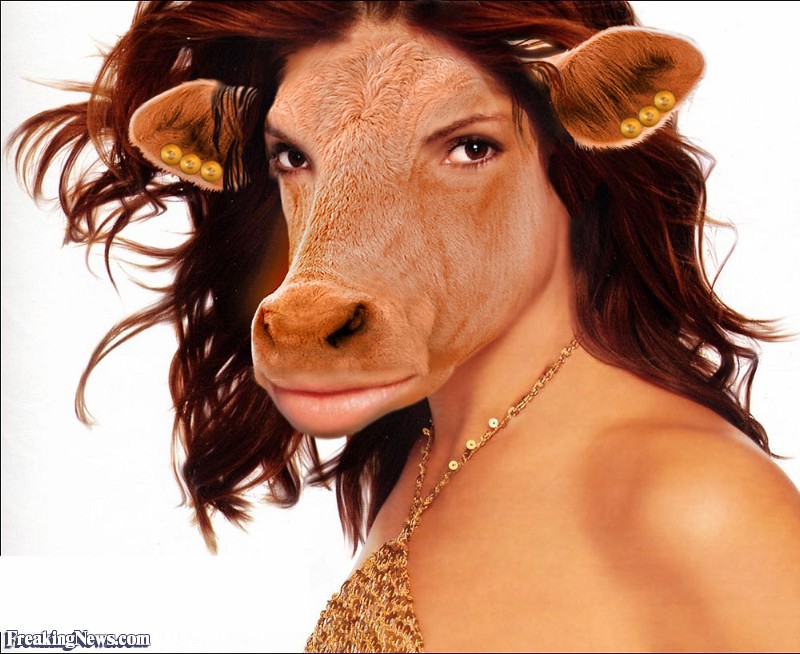 Корова и человек. Лицо коровы. Смешной бык.