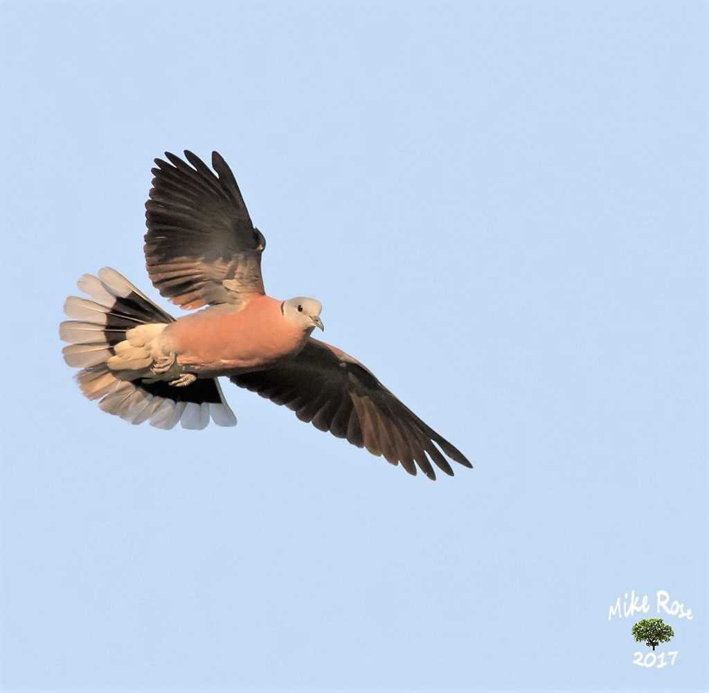 redcoldove-1-2.jpg.b957915836e3f280845ff22a96a57868.jpg