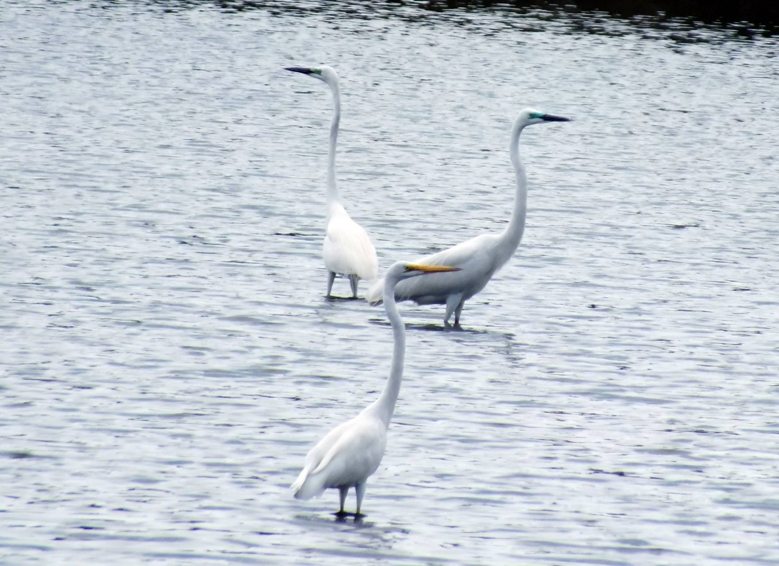 Great Egret.jpg