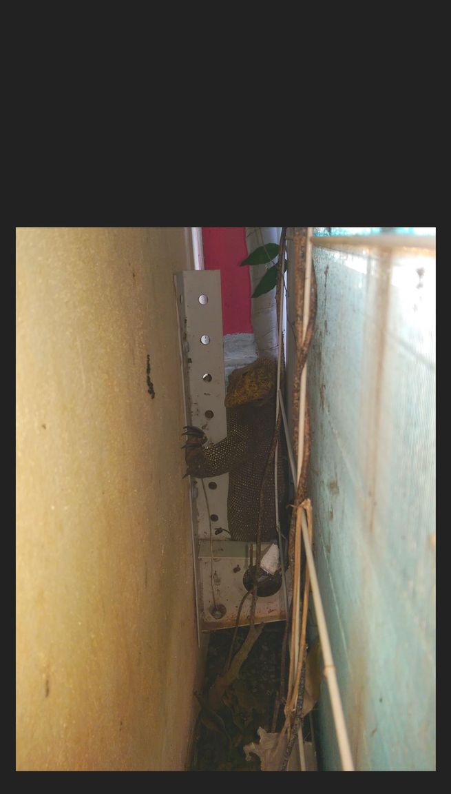 Monitor Lizard 1 shopped.jpg