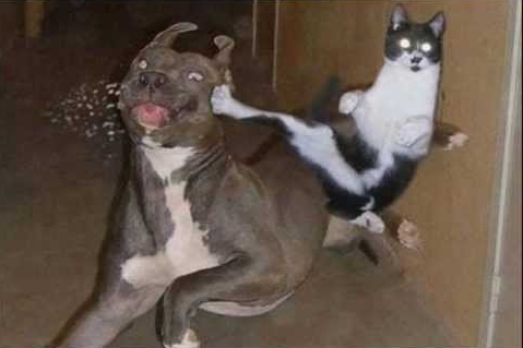 58f17fd7d85d8_kungfucat.jpg.cfa453ea375642b2320f11b1af597dbe.jpg
