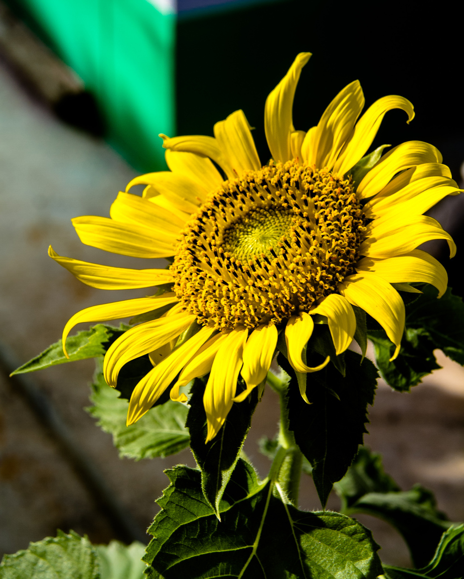 November S and W Samui -9136.jpg