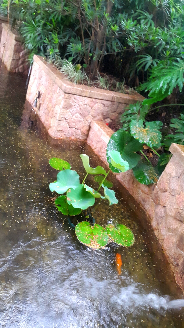 2016-08-27 09.48.08.jpg