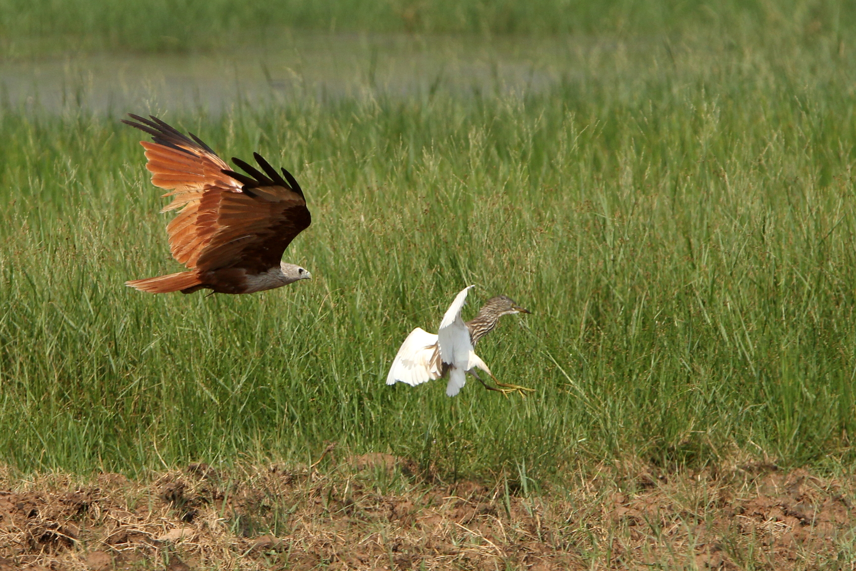 Brahminy Kite01.JPG