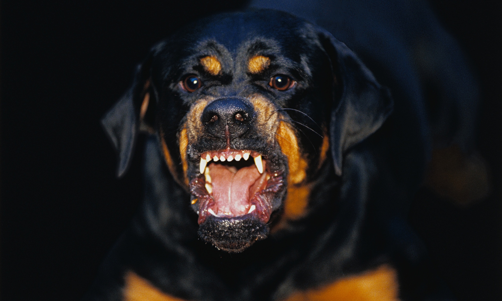 A-rottweiler-dog-bares-it-014.jpg