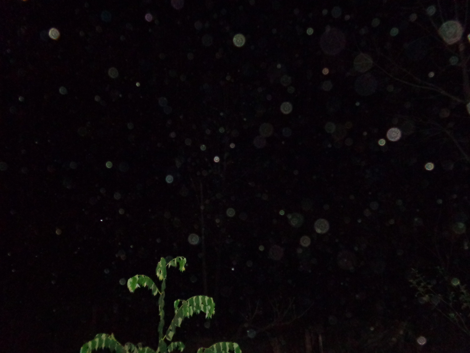 DSC02782.JPG