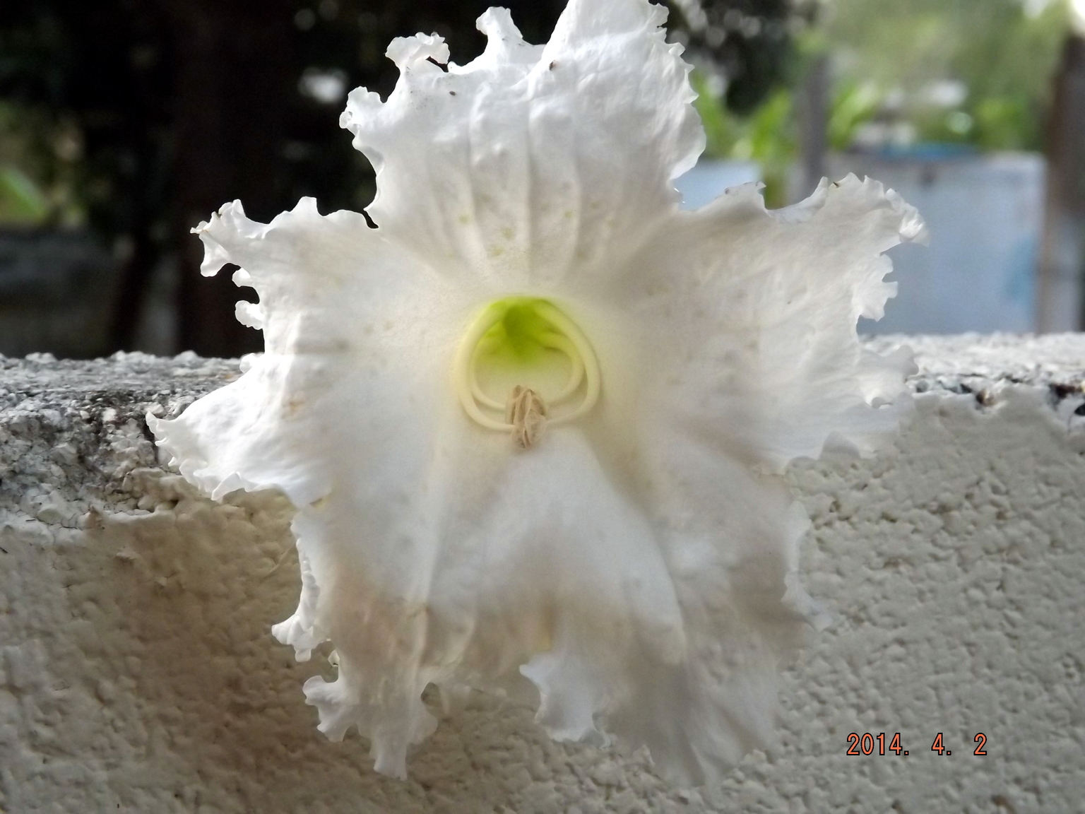 DSCF5016.JPG