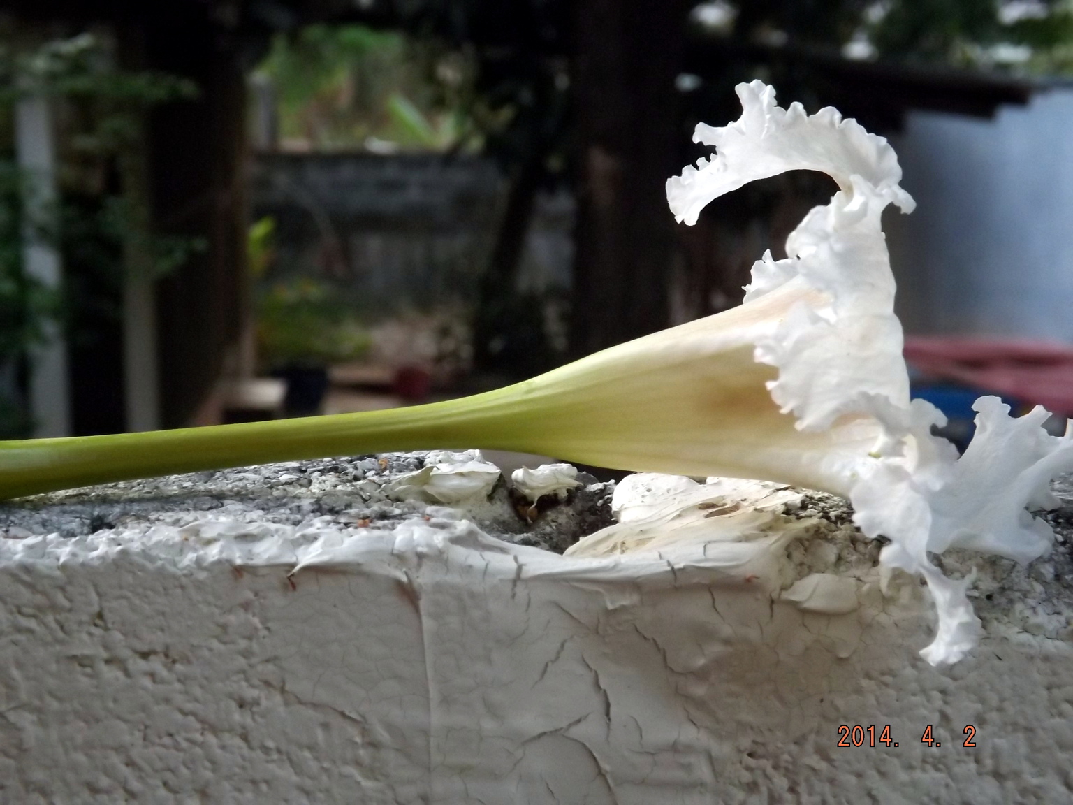 DSCF5017.JPG