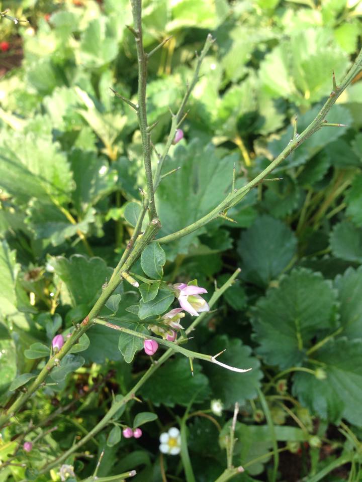 FingerLimeFlowers.jpg.87920573f1a932f0dd16f5f66d0ef6d8.jpg