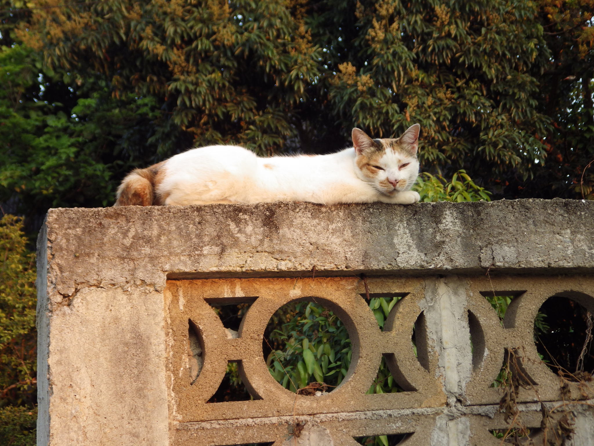 IMGP0730.JPG